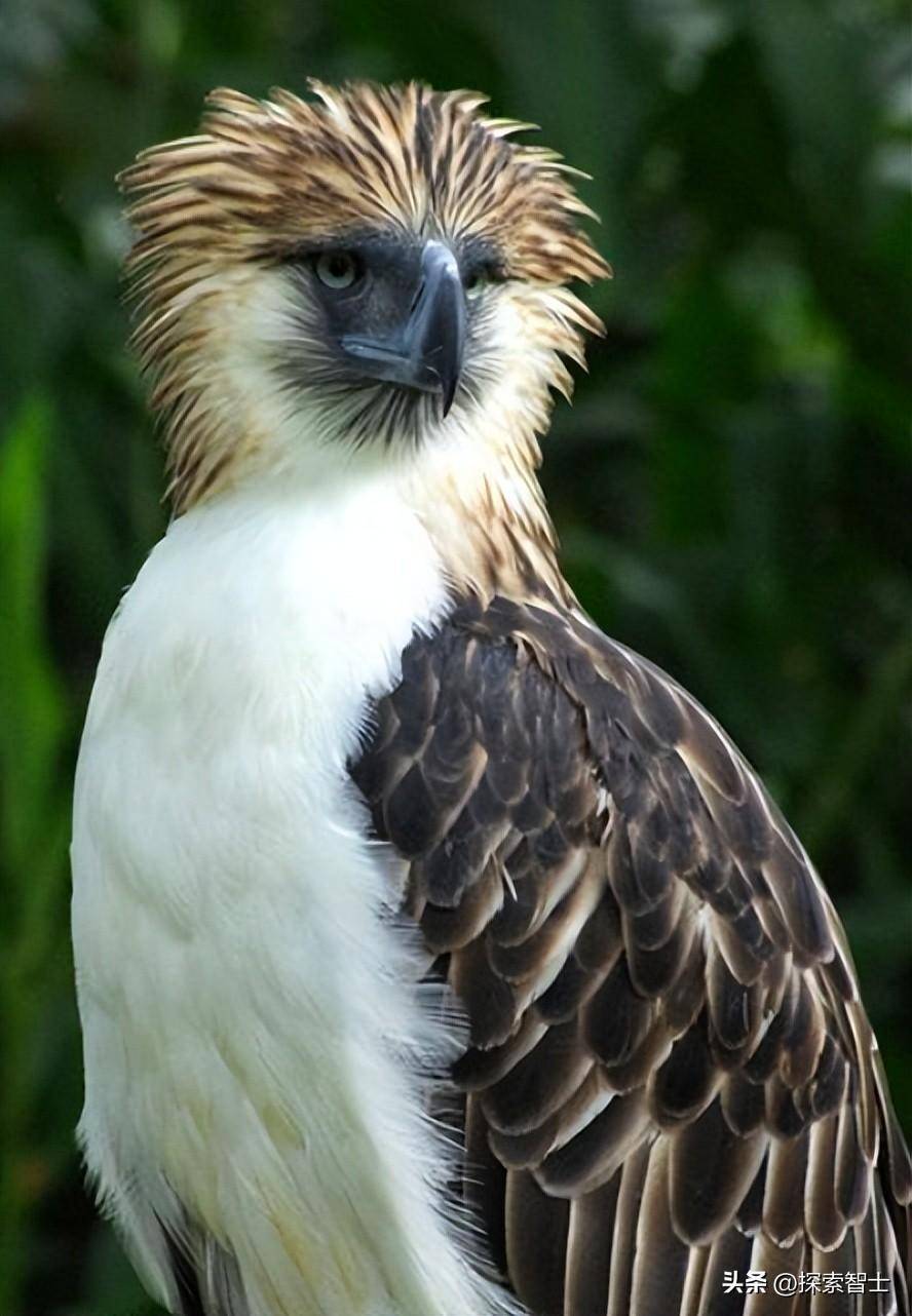 世界上最大的鸟_鸟世界是什么动物_鸟类大世界视频