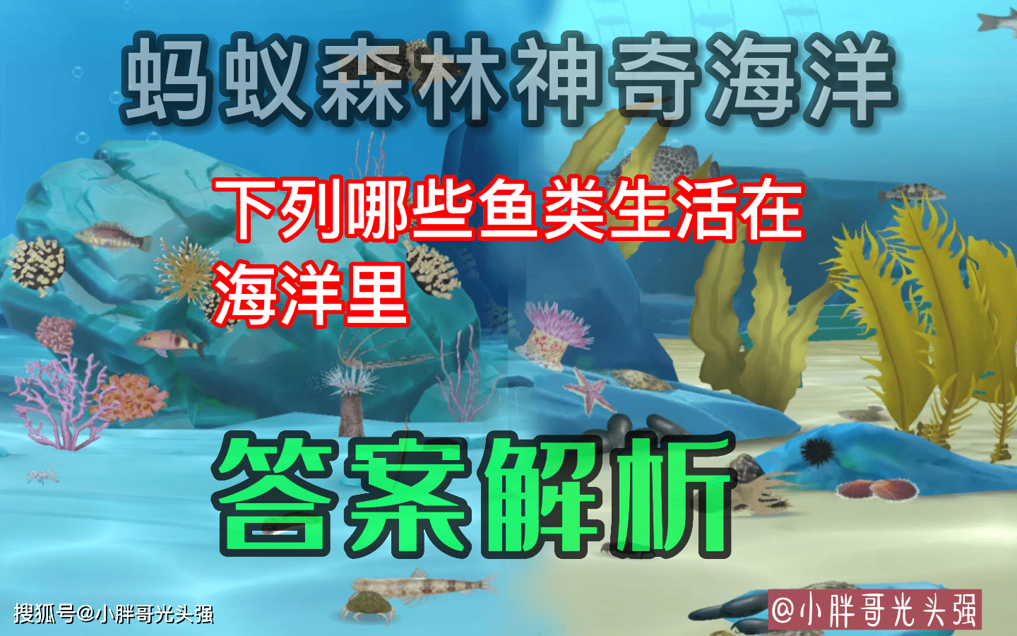 哪些鱼类生活在海洋里？蚂蚁丛林奇异海洋