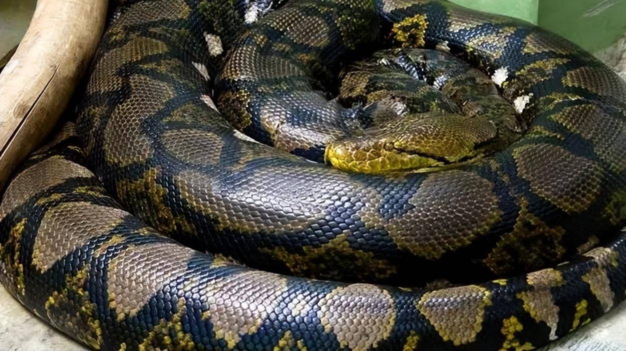 世界上最大的蛇是图片
