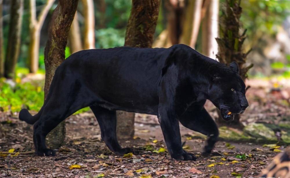 《黑豹红狼》:一个女人,早晨是少女,中午是妇人,晚上是老妪_马龙
