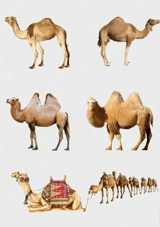 骆驼身体结构图片