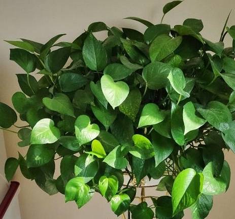 生命力超强的绿萝姑娘,原来都是这么养的!_修剪_枝条_叶子