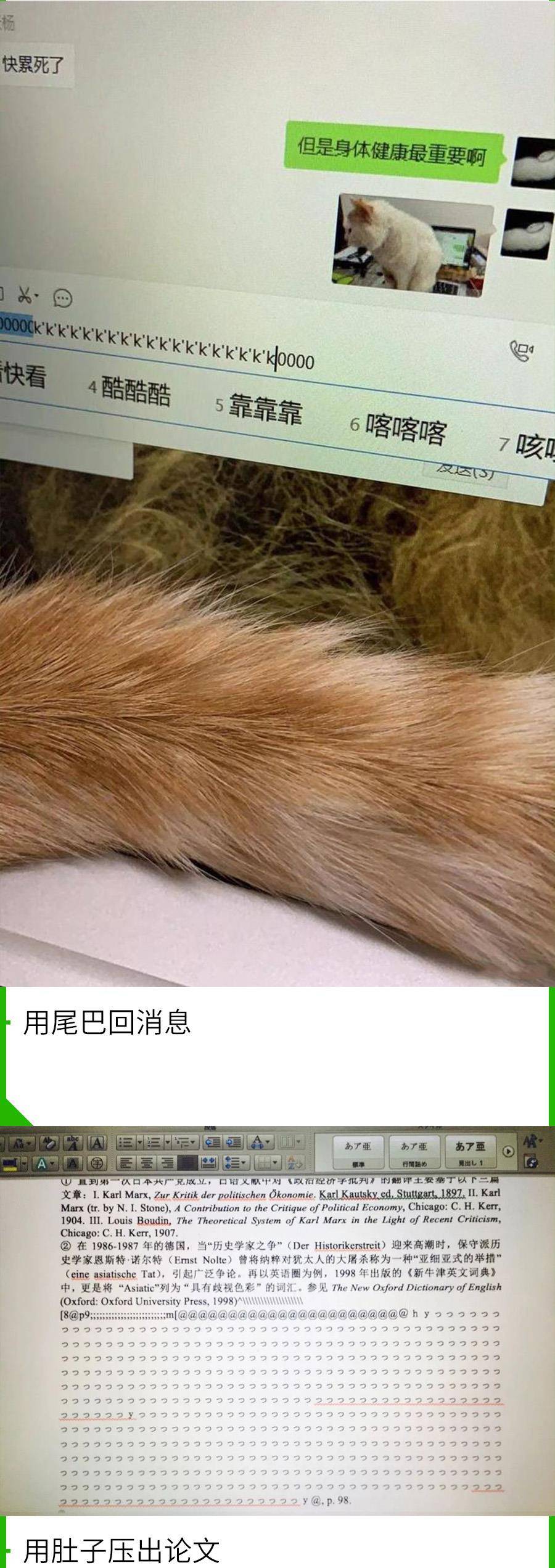 我的猫抢了我的工做！老板永久不晓得，在对面打发他的是人是猫？