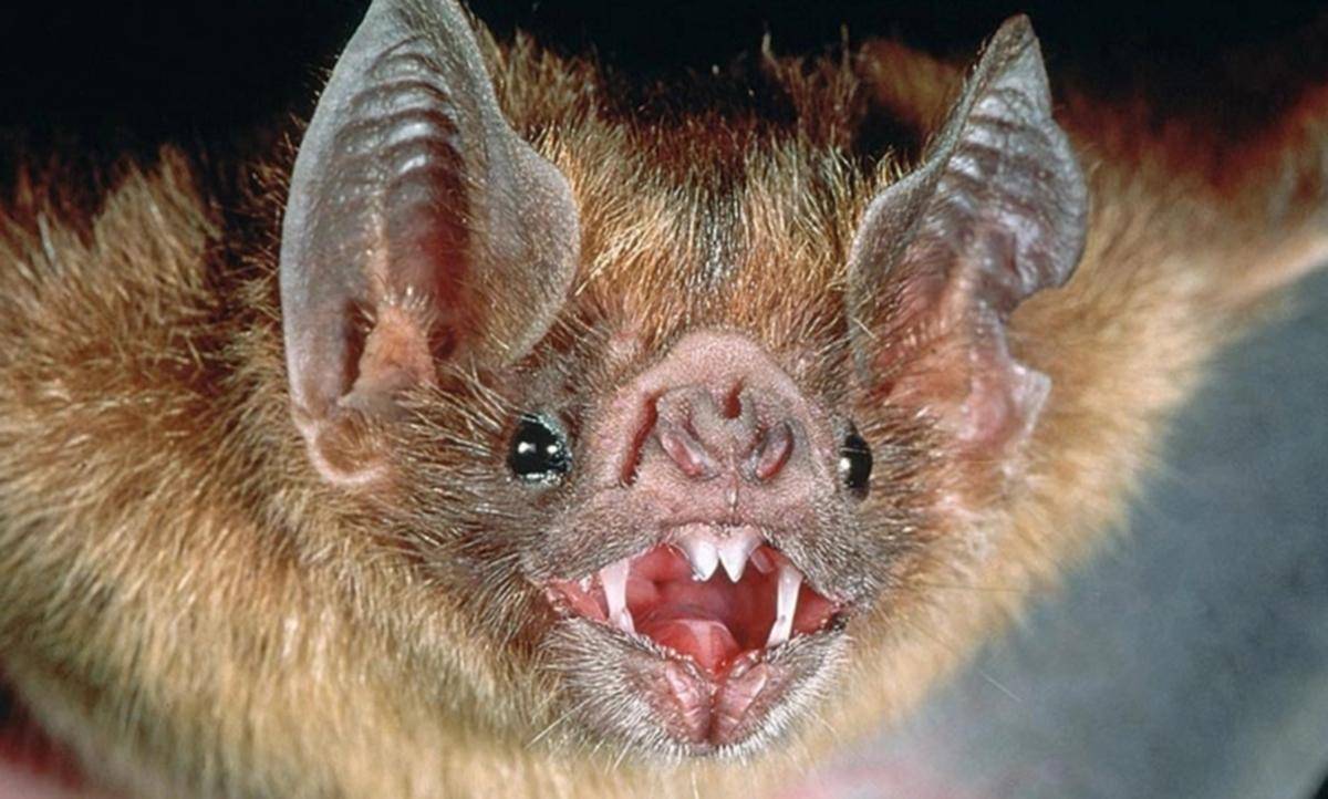吸血蝙蝠的诡异习性：满身病毒，靠吸食血液为生，曾致30余人死亡_搜狐网