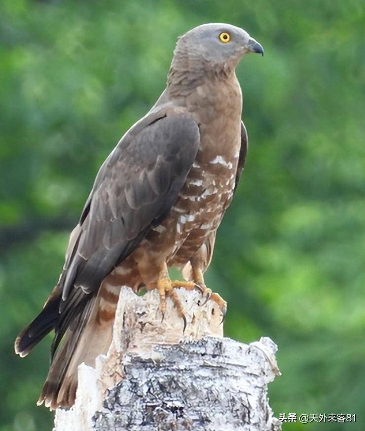 每日一动物:鹃头蜂鹰juān tóu fēng yīng_飞行_俄罗斯_活动