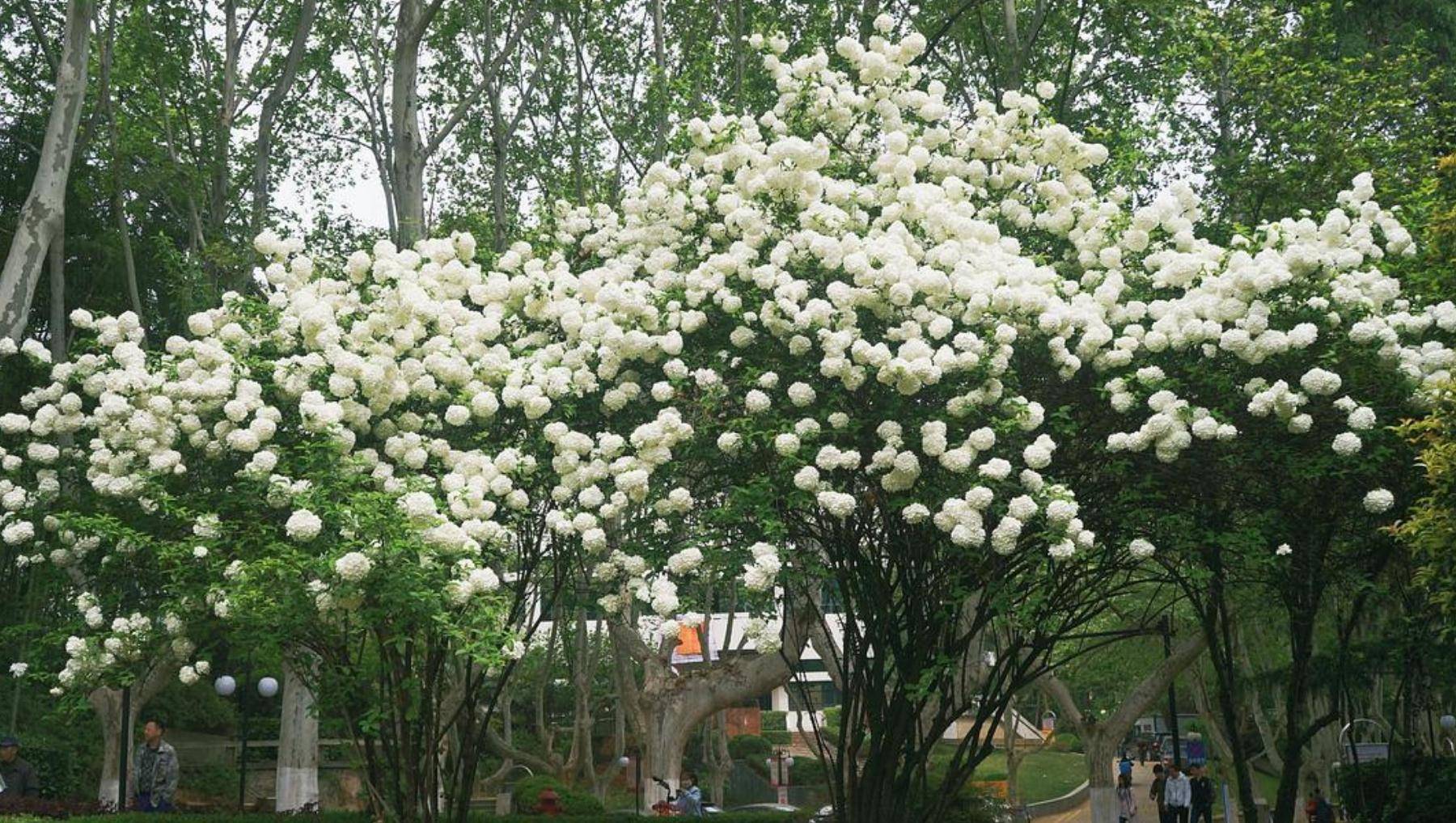 成都3大木绣球基地:5000株全城盛开,免费观赏