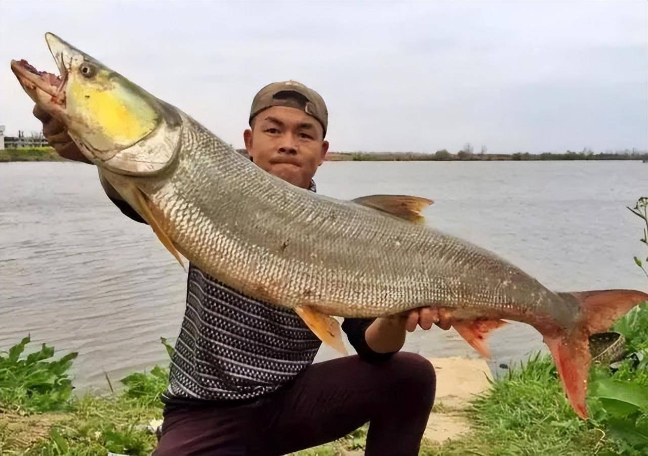 針嘴魚,學名叫