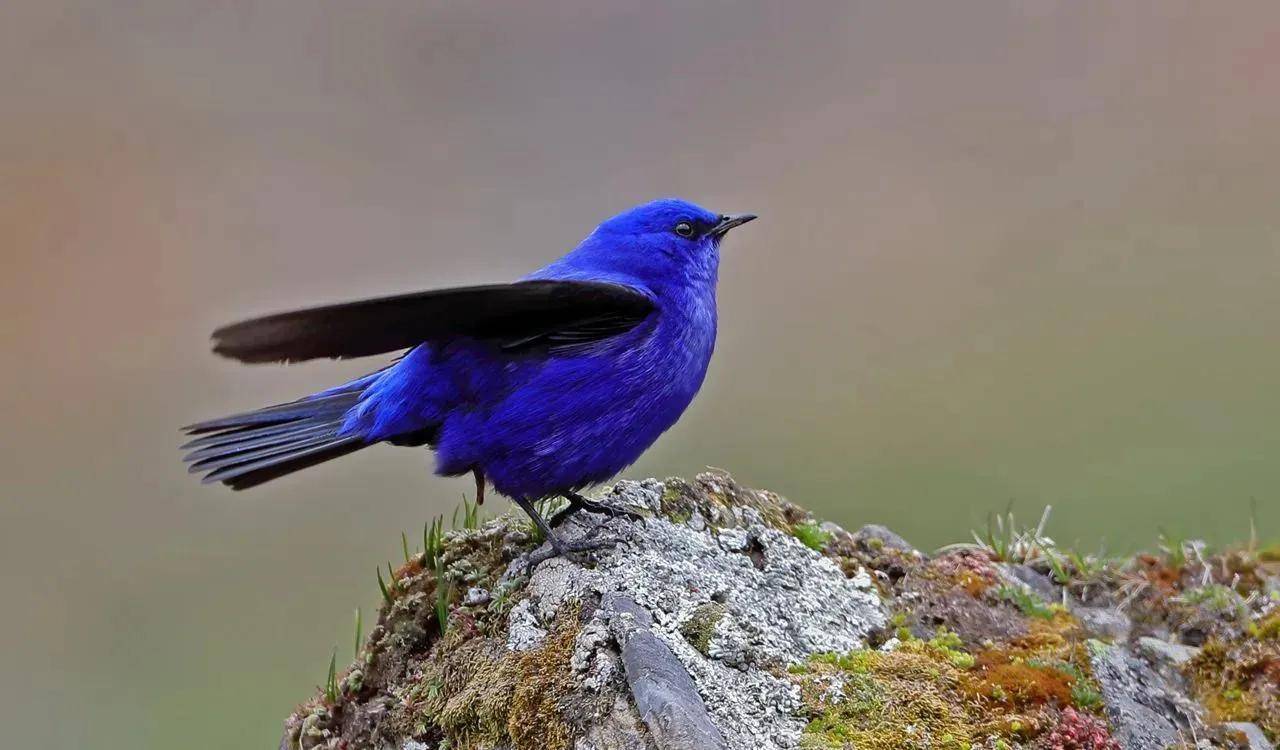 自然之美:蓝大翅鸲_岩石_高山_活动