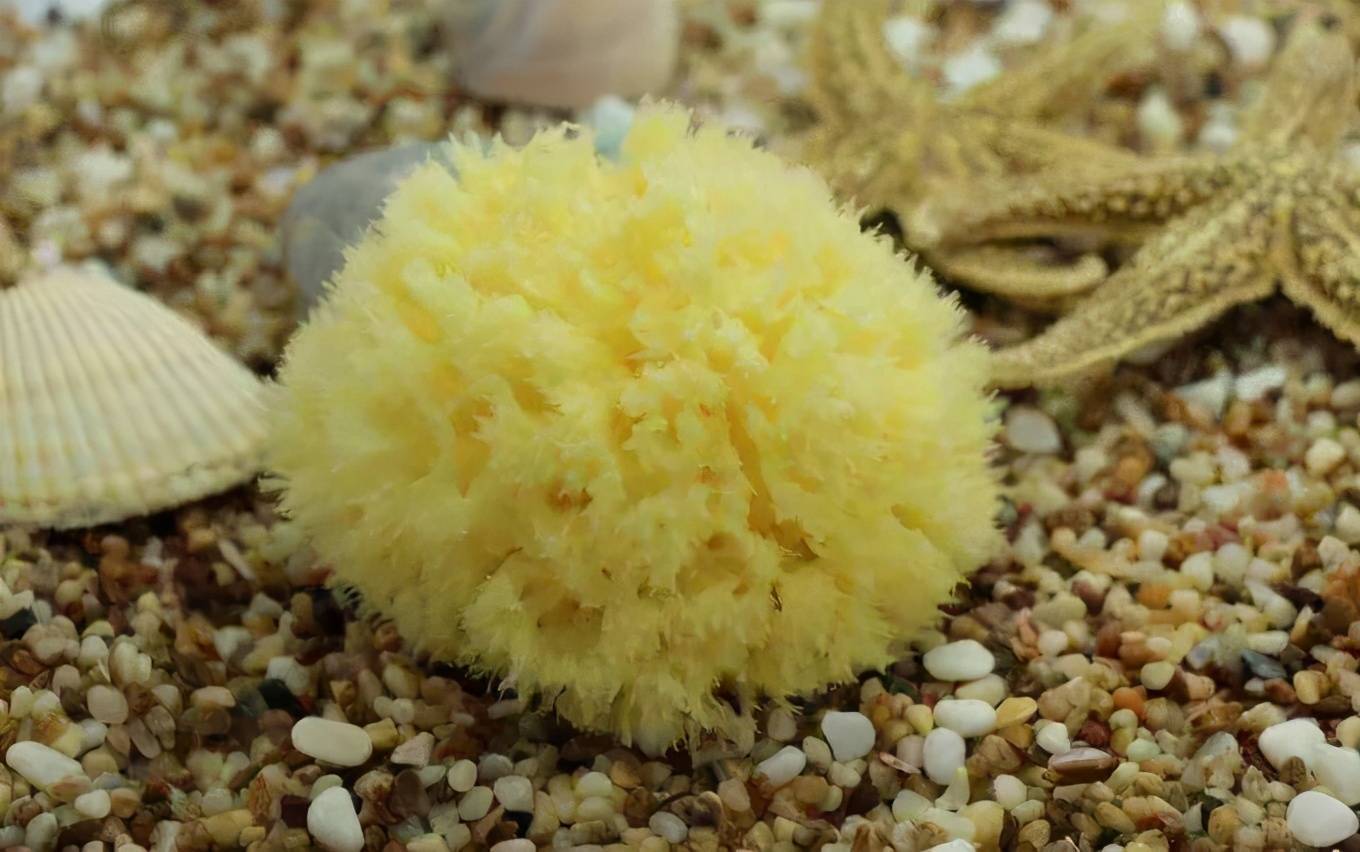 食肉海绵,捕鱼蜘蛛,百发百中的射水鱼,自然界中有多少非凡猎手_动物