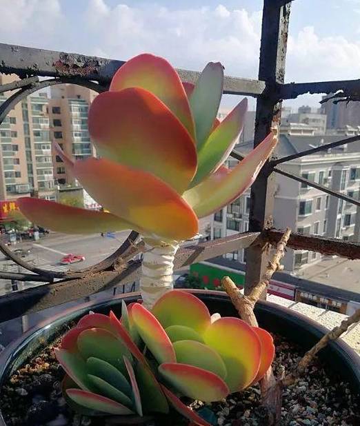 5种多肉自带"老桩"基因,不用费心管理,轻松养成!_叶子_植物_唐印