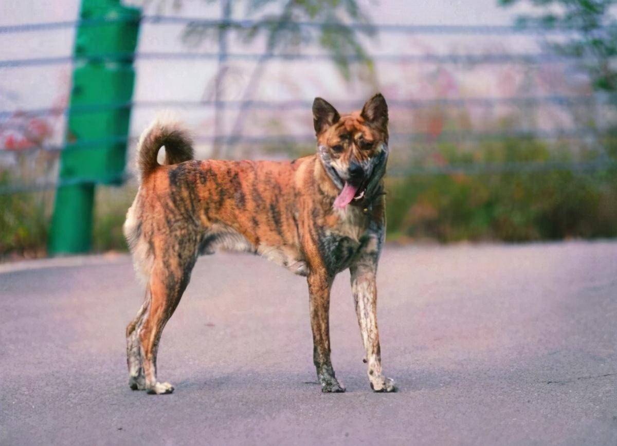 中国十大猛犬排名图片图片