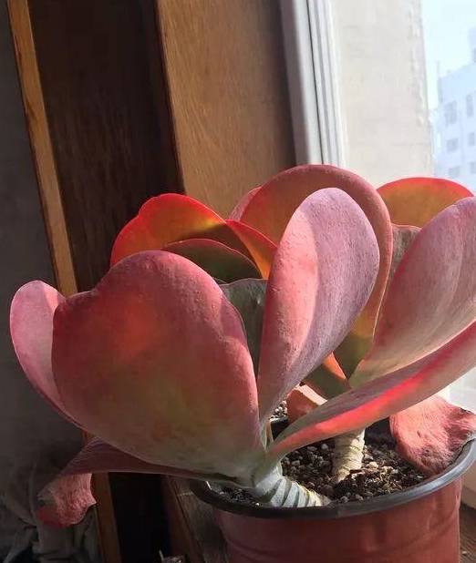 5种多肉自带"老桩"基因,不用费心管理,轻松养成!_叶子_植物_唐印