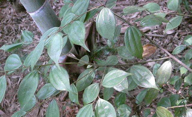 走近中药:认识一下台乌药,它还有哪些功用特点?_木香_胸腹_天台