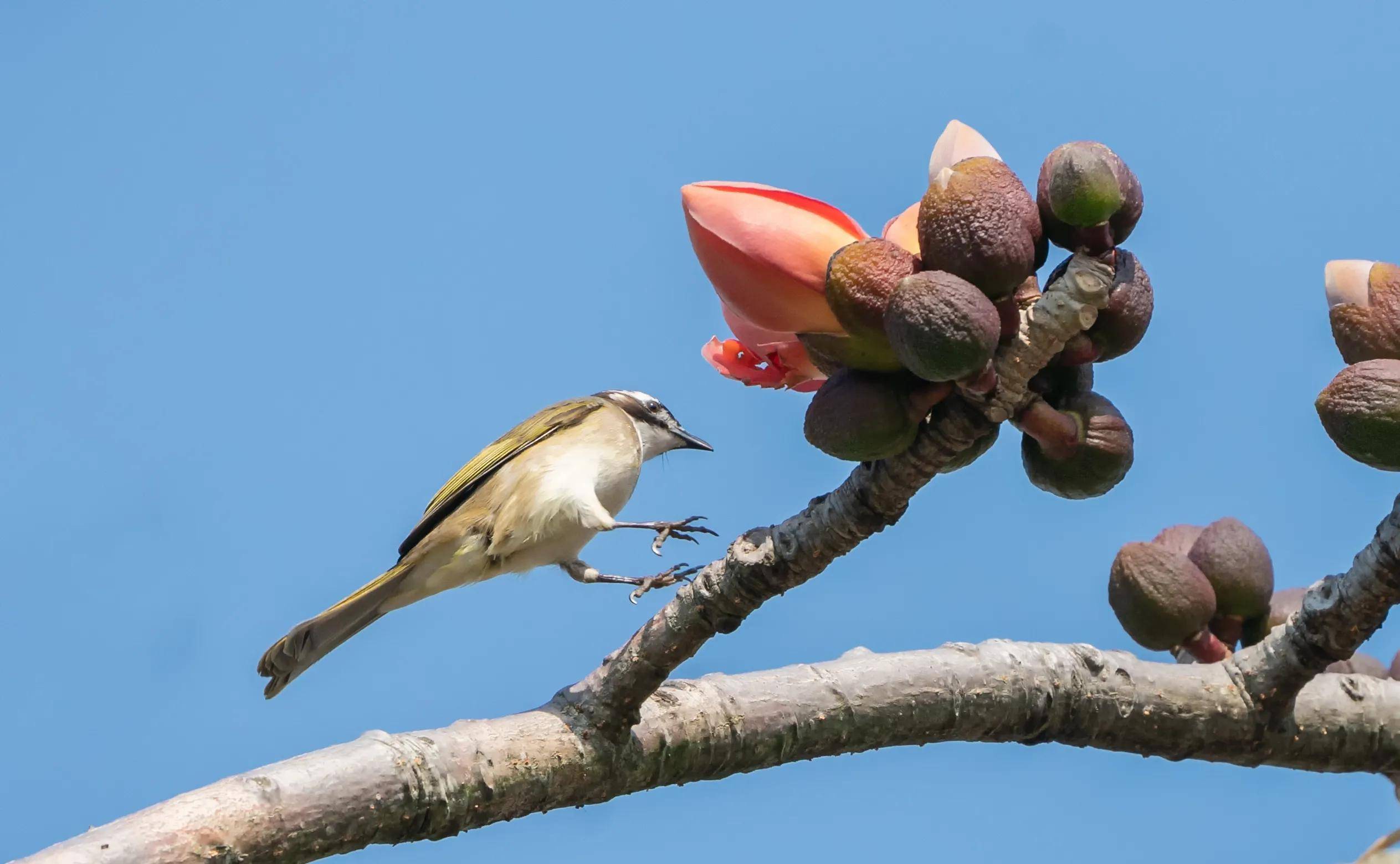 绣眼的身后始终有一双寒光凛凛的目光"但是,那白头老儿却不断引诱着小