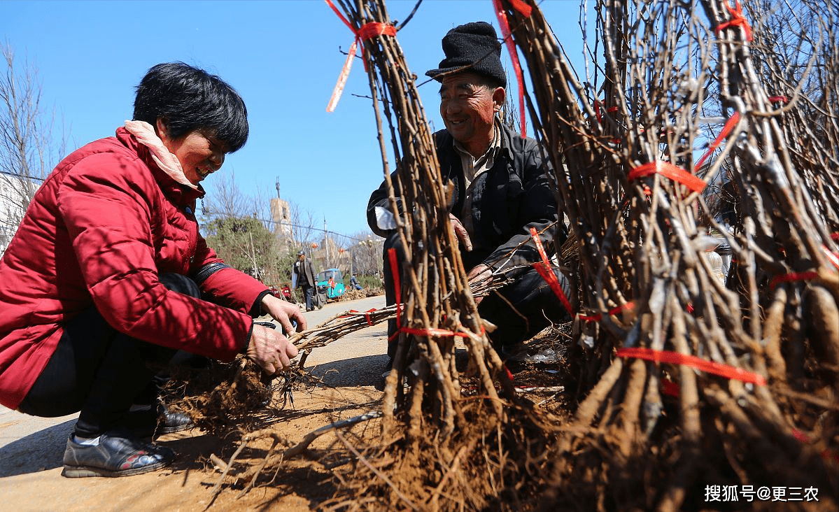 苗木种子（苗木种子批发） 第2张