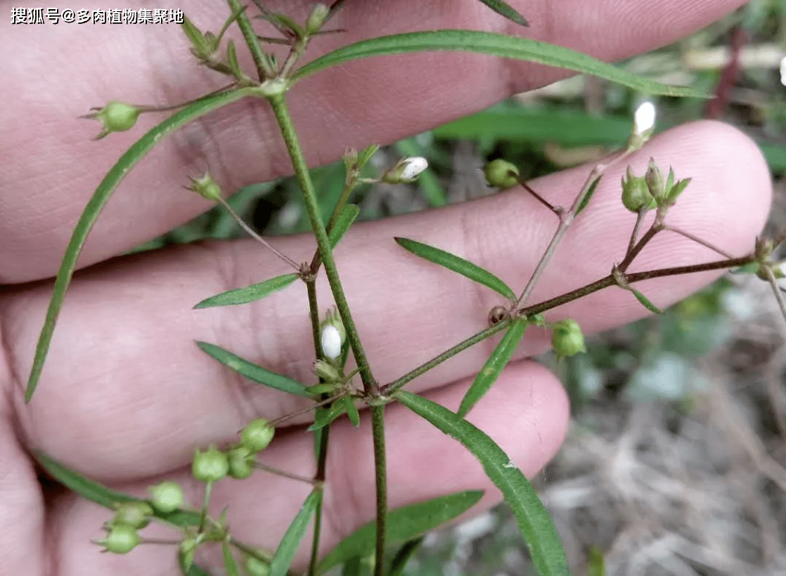 它二叶葎,白花十字草,龙舌草,蛇脷草,鹤舌草,尖刀草,甲猛草,蛇舌癀,蛇