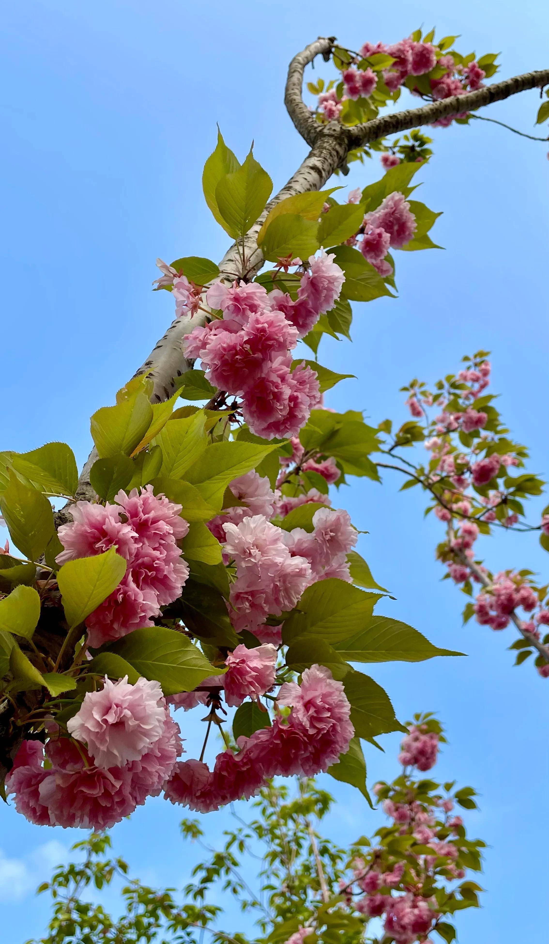 北京东:家门口就能看樱花的潮白河樱花公园,看樱花露营坐火车_走廊