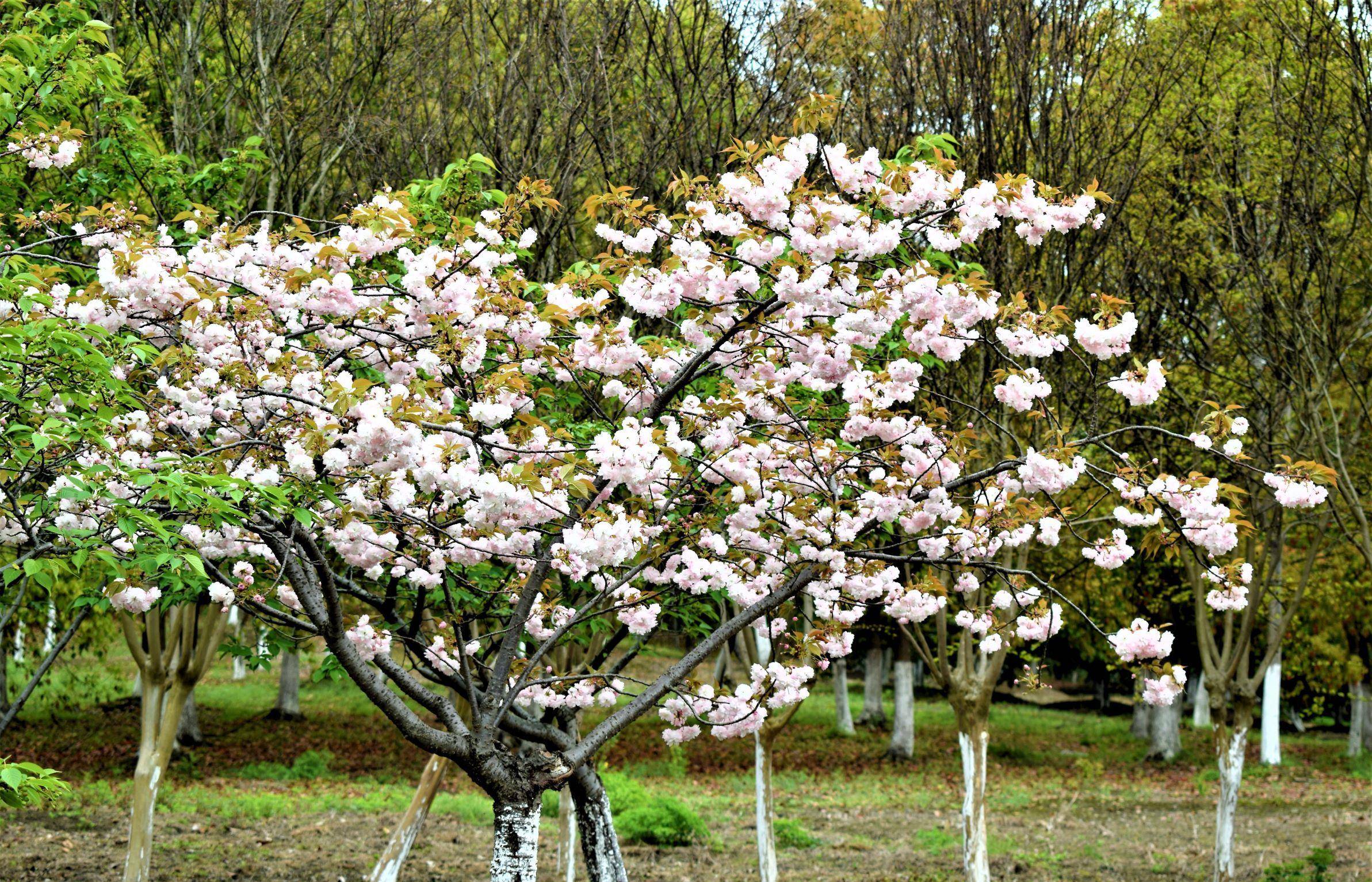 游记嘉兴植物园,赏析春天的味道_万物_色彩_身心