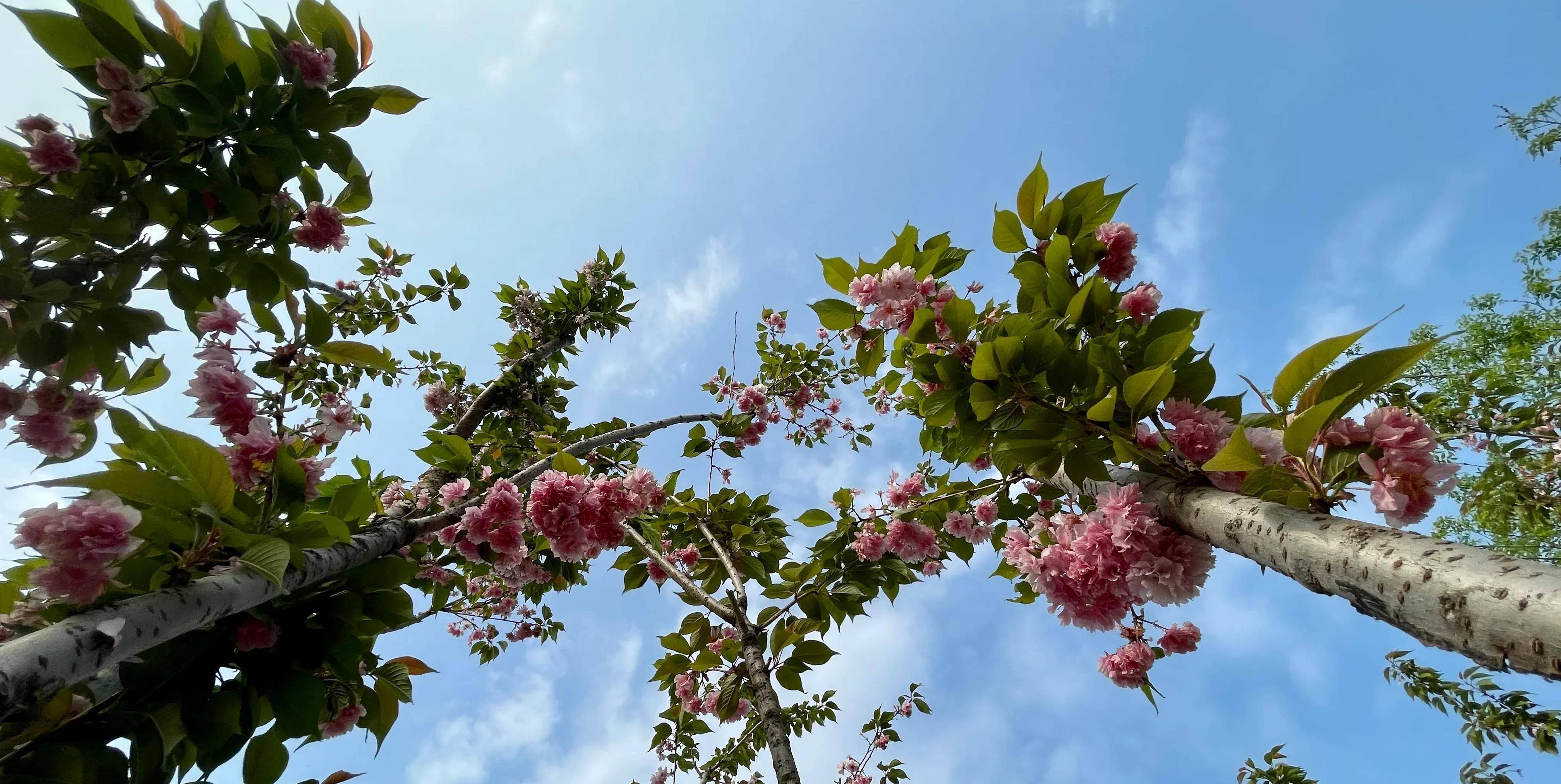 北京东:家门口就能看樱花的潮白河樱花公园,看樱花露营坐火车_走廊