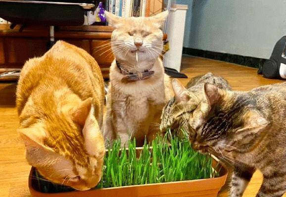 猫咪第一次吃到猫草,这表情太搞笑了,分分钟成为表情包_网友_美食