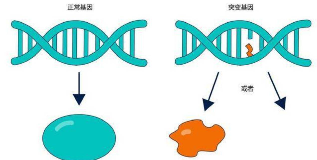 人类本质上是从猩猩进化而来的,那么如今的黑猩猩有可能变为人类吗?