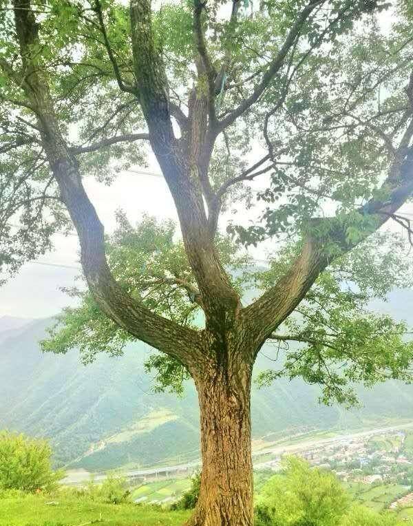 九色甘南拉卜楞,全域旅遊淨心靈—