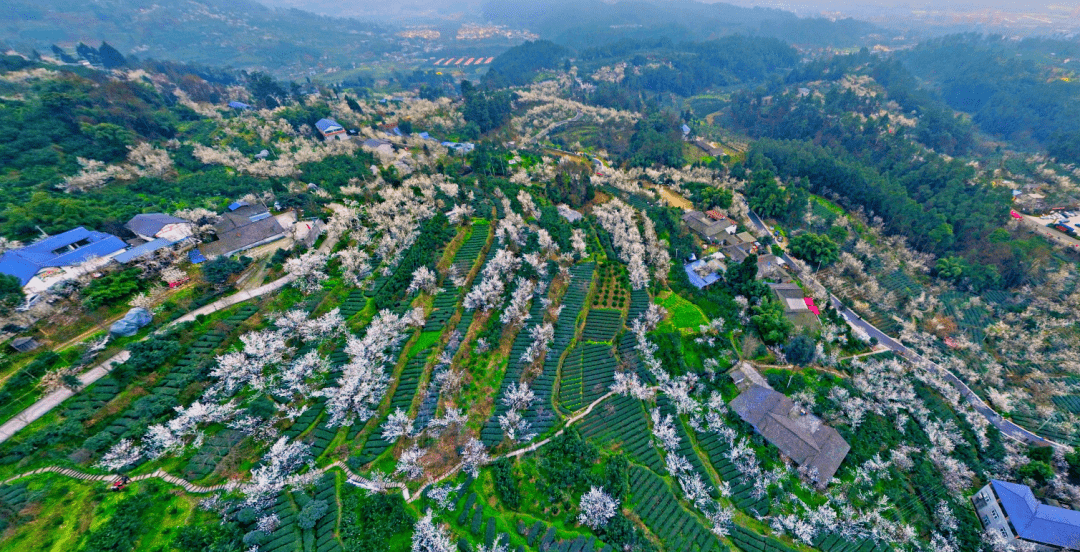 【蒲江櫻桃山】萬畝櫻桃花盛放笑春風_景區_種植_規模