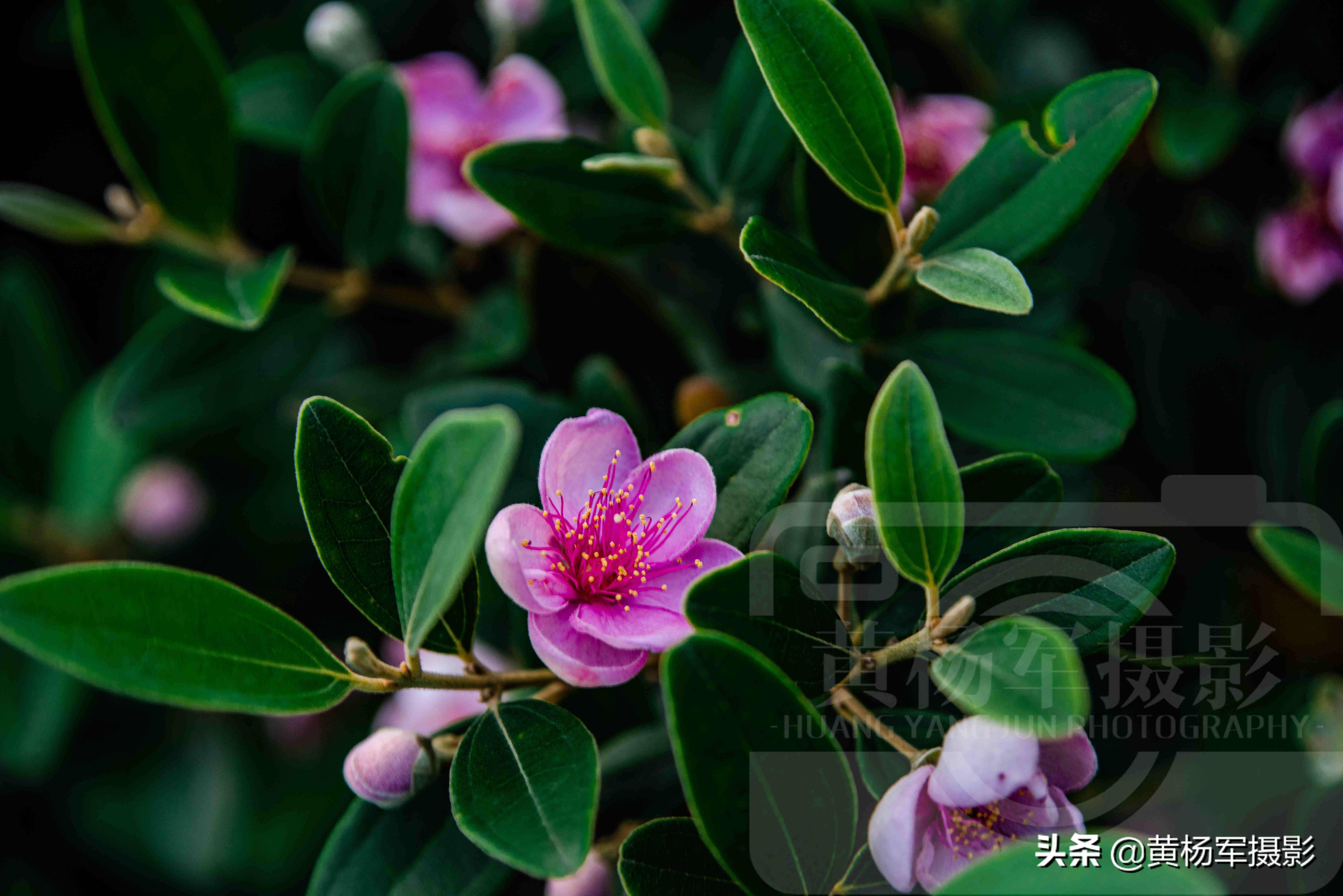 故乡的桃金娘花,绿叶中娇艳的紫红色花朵绚烂妩媚,山色美艳别致