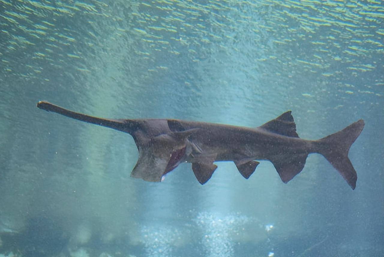 长江白鲟,亿万年的王者今朝灭绝_捕捞_人类_淡水鱼