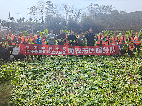 助农收砍青菜头 中国中铁