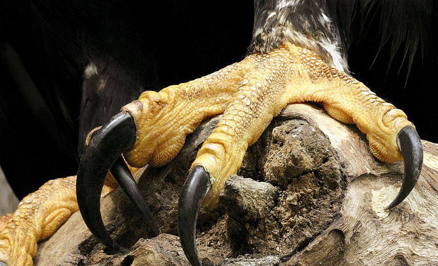 黑雕,和金雕媲美的大型猛禽,能大杀四方,但只盯一种猎物_物种_动物