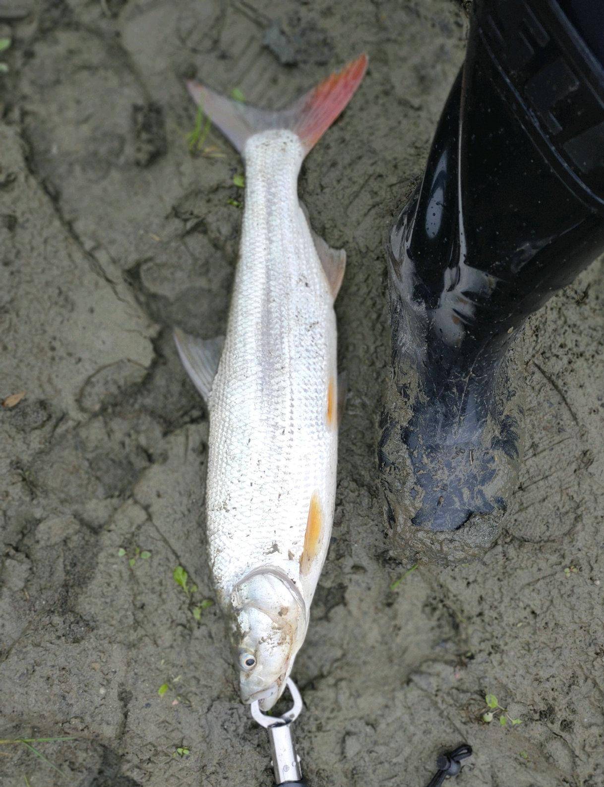 福建钓鱼人水库钓起许多红尾鱼,鱼尾一半鲜红一半青