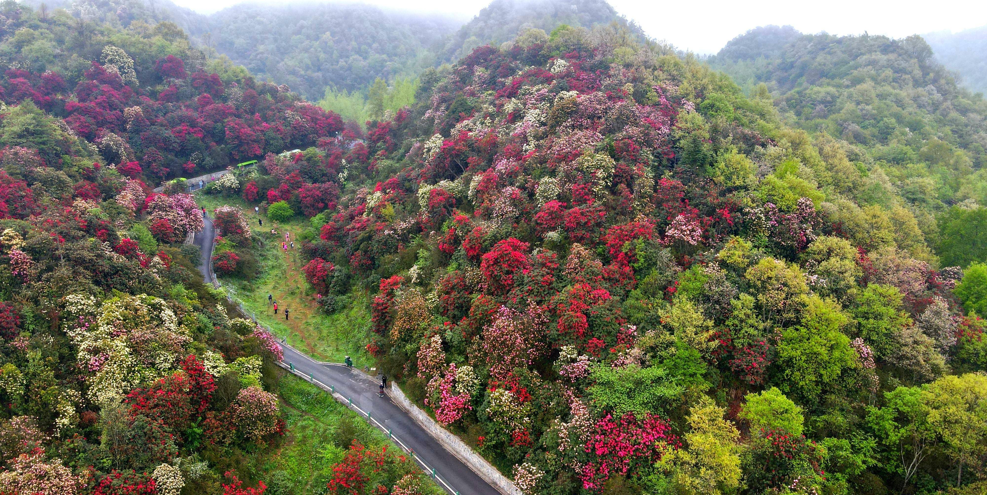 穿越百里杜鹃金坡花海丨贵州毕节