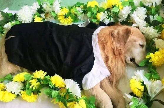 小伙当宠物殡葬师:让每个宠物在生命的尽头有个圆满