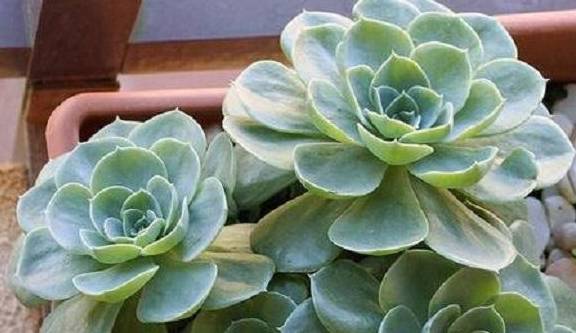 此种多肉最适合立春养,耐寒又耐湿,形如青莲超美观,还是中草药_盆栽