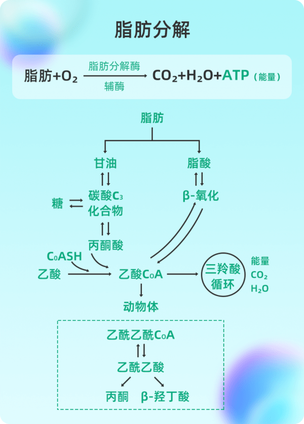 大量脂肪酸时,脂肪酸就会在肝脏氧化产生大量的乙酰乙酸,β