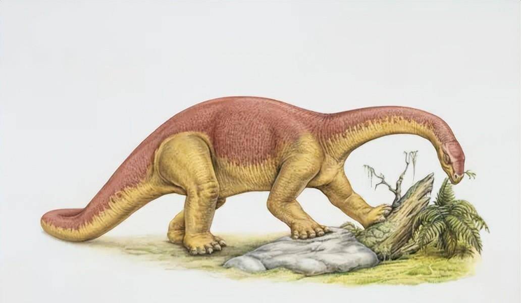 蜥脚类恐龙的图片和简介(三)