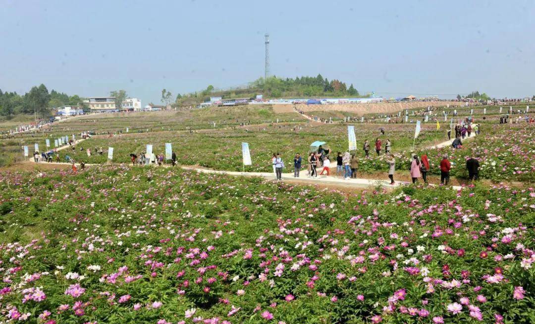 中江玉兴镇芍药花地址图片