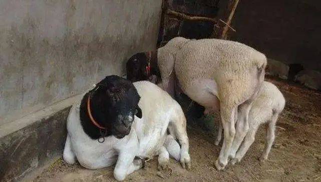 一只公羊配多少母羊,繁殖背后的真相,很少有人能理解