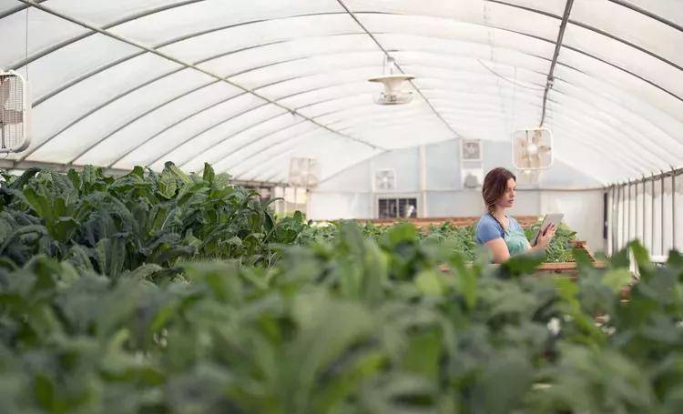 水培植物营养液（水培营养液能不能滴土里） 第3张