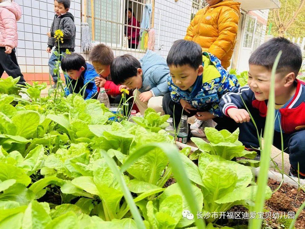 成长——长沙市开福区迪爱宝贝幼儿园大三班种植活动_蔬菜_过程_菜园