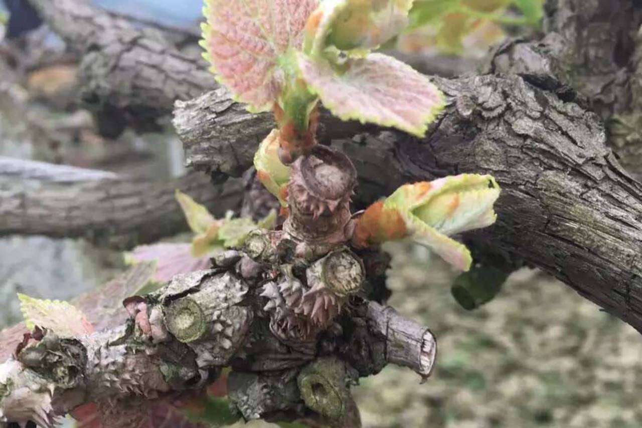 巴格尔功能肥葡萄萌芽期问题多，萌芽不整齐、花量少、小黄叶原因大解析！栽培根系养分 