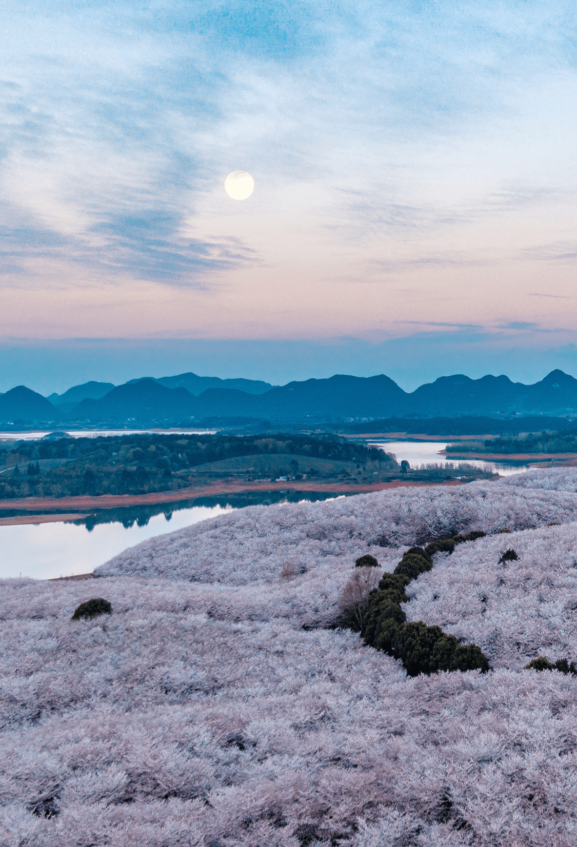 怎样在三月赏花的人海里,轻松进入贵州平坝万亩樱花园,赏花拍照_重点