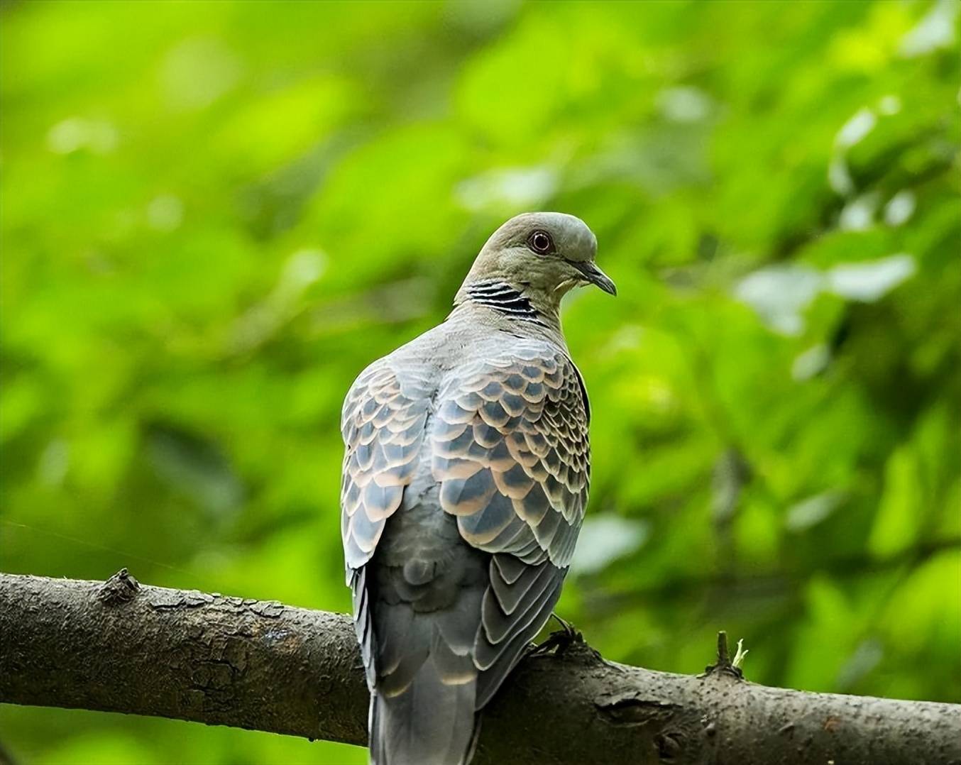 【诗词鉴赏】又闻鹁鸪声声,古诗词里的咕咕鸟,深深的乡愁!