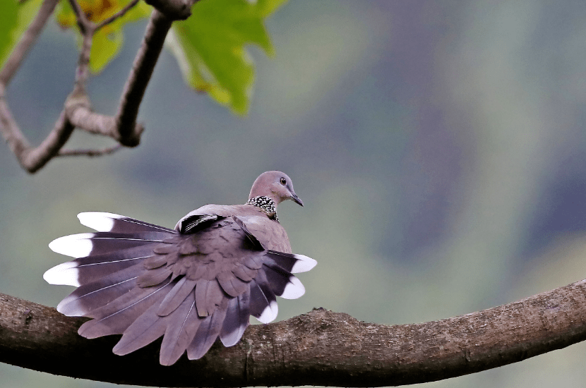 鹁鸪布谷鸟图片