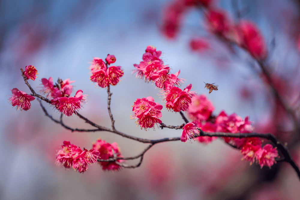 上海辰山植物园梅花图片