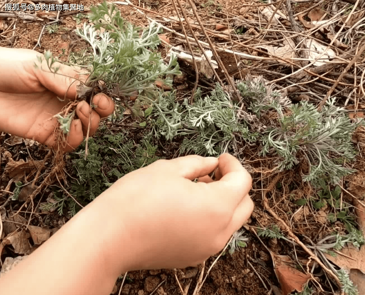 这是"白蒿",识货的人叫它"护肝草",在泥土里生长,十分珍贵_植物_农村