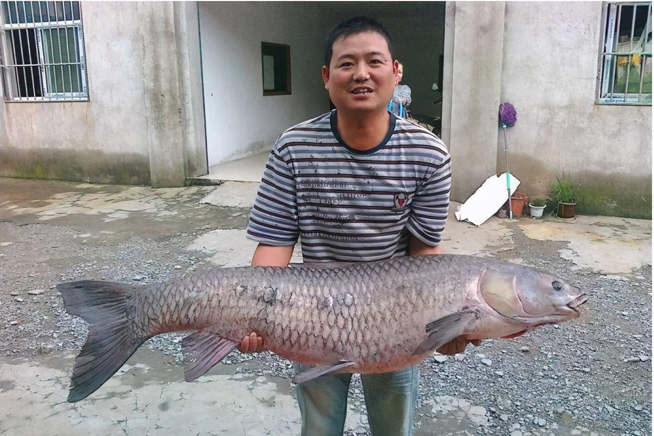 江苏钓友钓起百斤巨型青鱼,网友表示:我还钓过500斤的