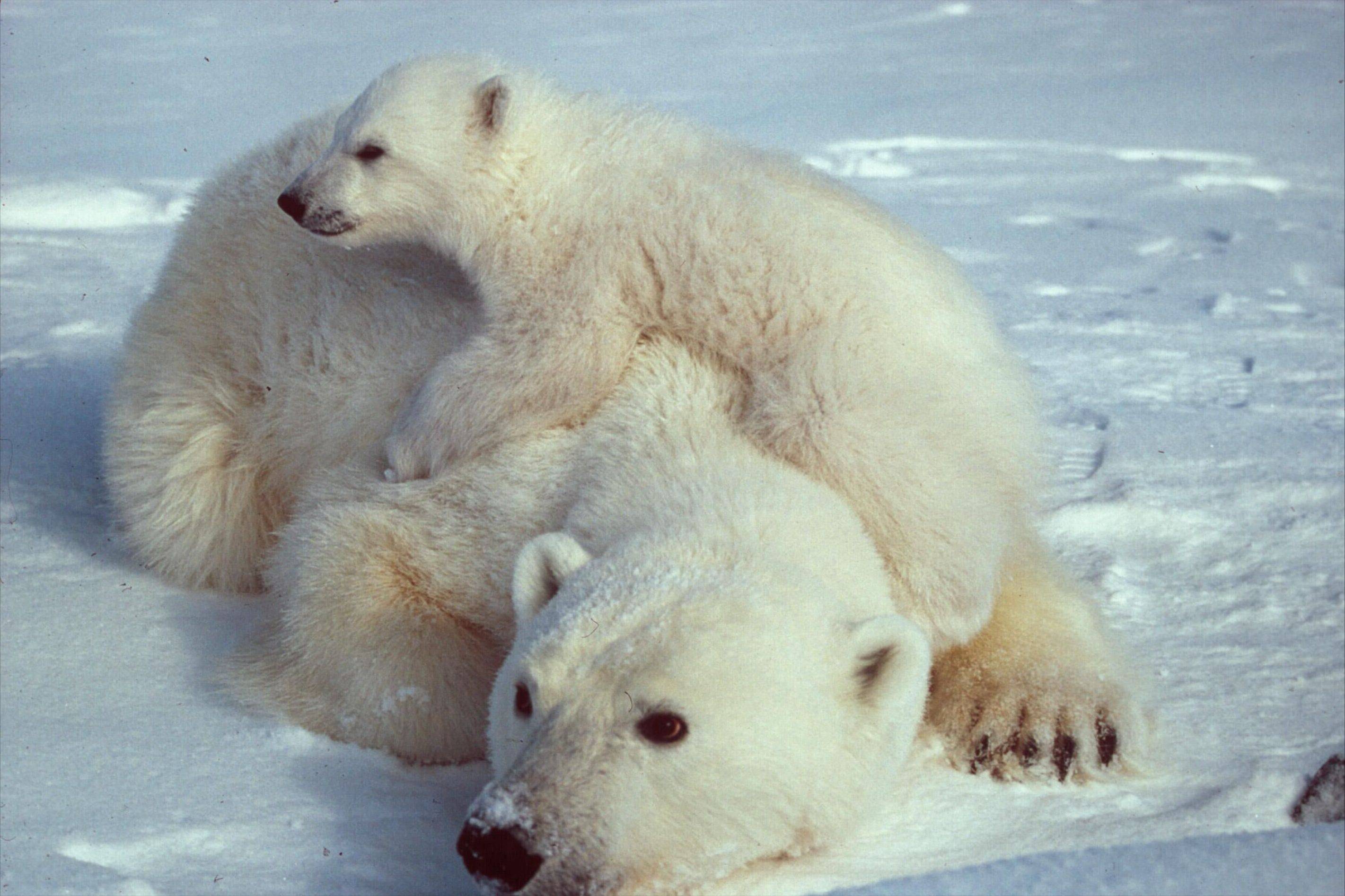 这个春天有点难,呆萌的大白熊,家都快被偷没了!_北极熊_保护_海冰