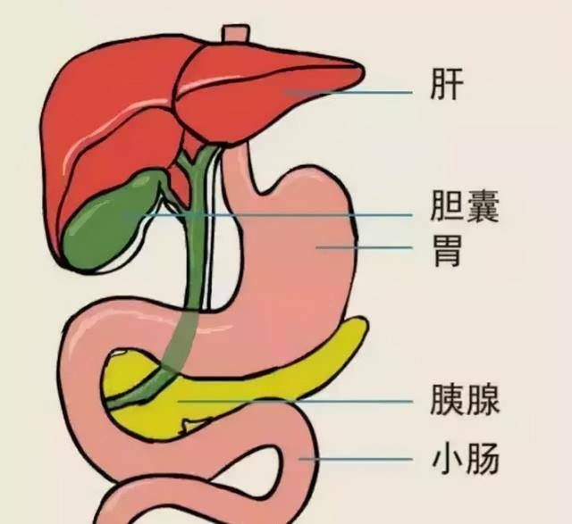 胆结石切除后为何仍然会腹痛?